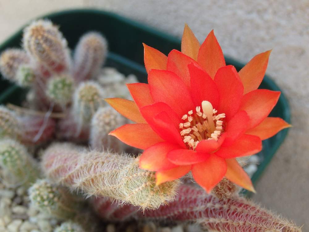 白檀の投稿画像 By Yugoさん サボテンの花とサボテン 月5月23日 Greensnap グリーンスナップ