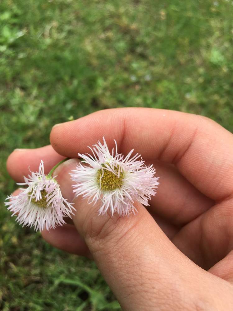 ふほーさんの投稿画像 月5月23日 Greensnap グリーンスナップ