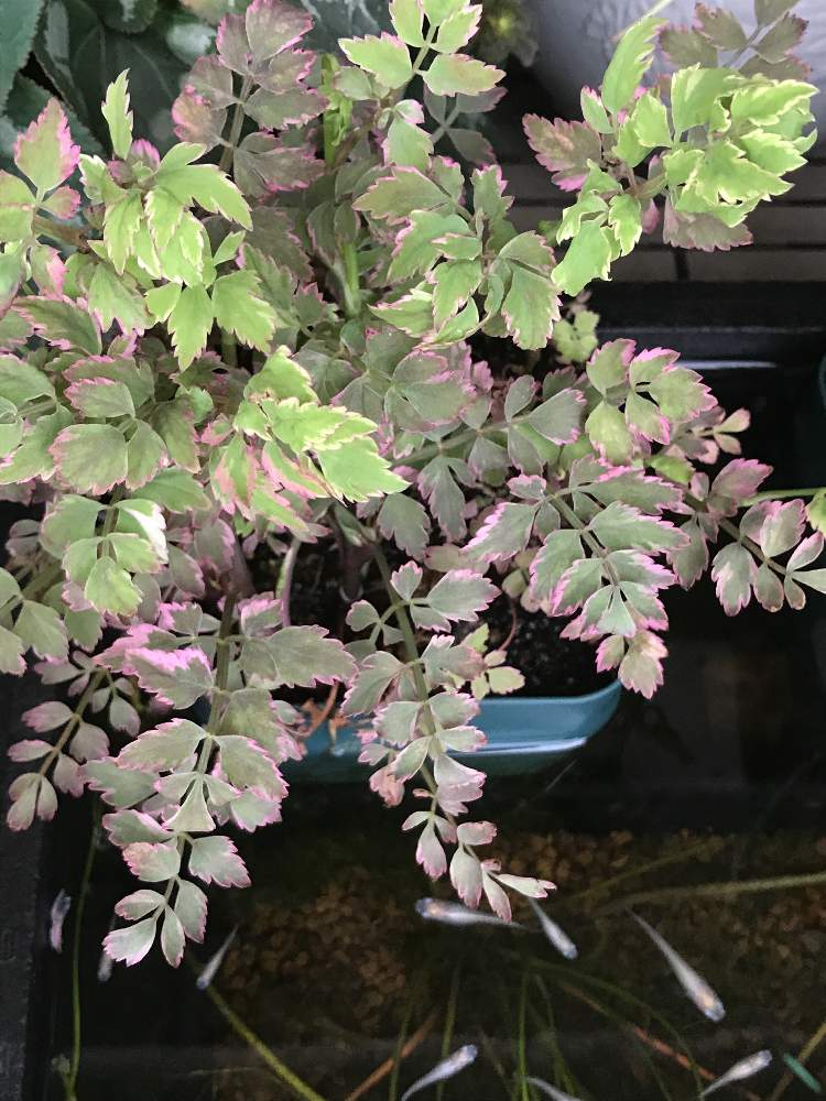 斑入りセリ フラミンゴの投稿画像 By ことりさん ビオトープと水生植物と睡蓮鉢とメダカと水草と斑入り 月5月23日 Greensnap グリーンスナップ