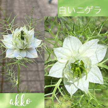 ニゲラ クロタネソウ の投稿画像一覧 Greensnap グリーンスナップ
