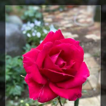 クリスチャン・ディオール バラの画像 by ミーシャさん | 小さな庭と庭の花と薔薇好きとクリスチャン・ディオール バラとおうち園芸