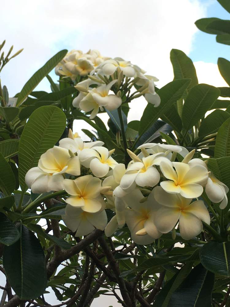 プルメリアの投稿画像 By Zuccoさん お散歩と白い花と花のある暮らしとハワイ 月5月23日 Greensnap グリーンスナップ