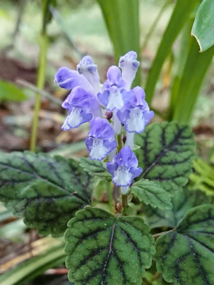 シソバタツナミソウの投稿画像 By 醜男さん 紫蘇葉立浪草とシソバタツナミと紫蘇葉立浪と雑草と山野草と野草とスマホ撮影 月5月23日 Greensnap グリーンスナップ