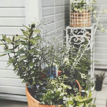 コロキア ワイヤースターの投稿画像一覧 Greensnap グリーンスナップ