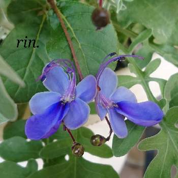 ブルーエルフィン の投稿画像一覧 Greensnap グリーンスナップ