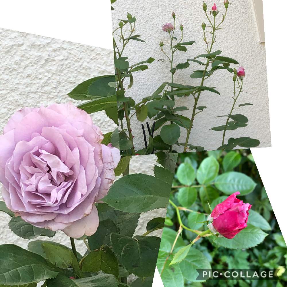 薔薇 ノヴァーリスの投稿画像 By コスモスラブさん ばら バラ 薔薇と日陰庭 月5月23日 Greensnap グリーンスナップ