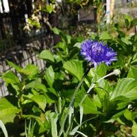 ヤグルマギクの画像