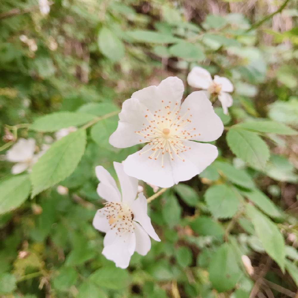 野ばらの投稿画像 By ひろさん マイナスイオンとキラキラ と自然の癒しとパワースポットと 癒されてとエネルギーチャージ 月5月23日 Greensnap グリーンスナップ