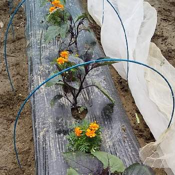 防虫対策の画像 by ニャンピーさん | 畑とナスとマリゴールドと家庭菜園と防虫対策