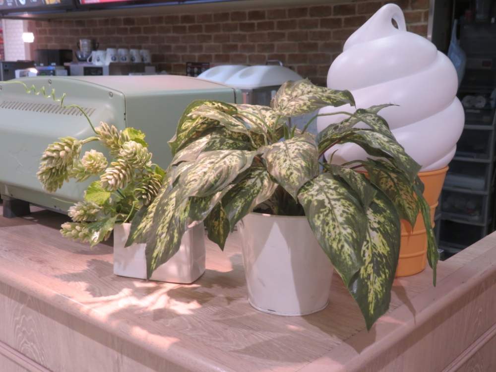 ボタニカルだねの投稿画像 By 習志野花音 さん ボタニカル女子とカメラ女子とお花女子とボタニカルのスカートとhtc 秘書と秘書とおうち園芸とボタニカル 変態とボタニカルスポットと植物女子と秘書検定と可愛い子とアニメの世界とボタニカル病とたーぼー 社調査対象と