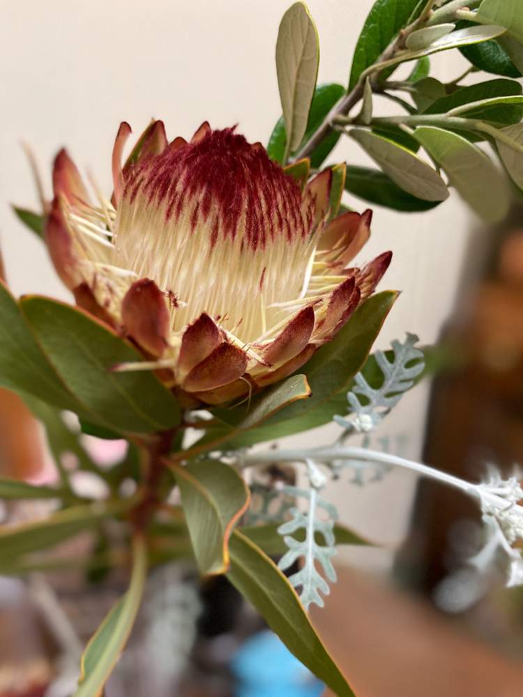 プロテア スサラの投稿画像 By ひふみさん 切花 とガーデニング好きさんと繋がりたいと植中毒と花のある暮らしとオージープランツとネイティブフラワーとオーナメンタルとお花好きとお花好きの人と繋がりたいと 切花とガーデニング好きさんと繋がりたいと植中毒と花のある
