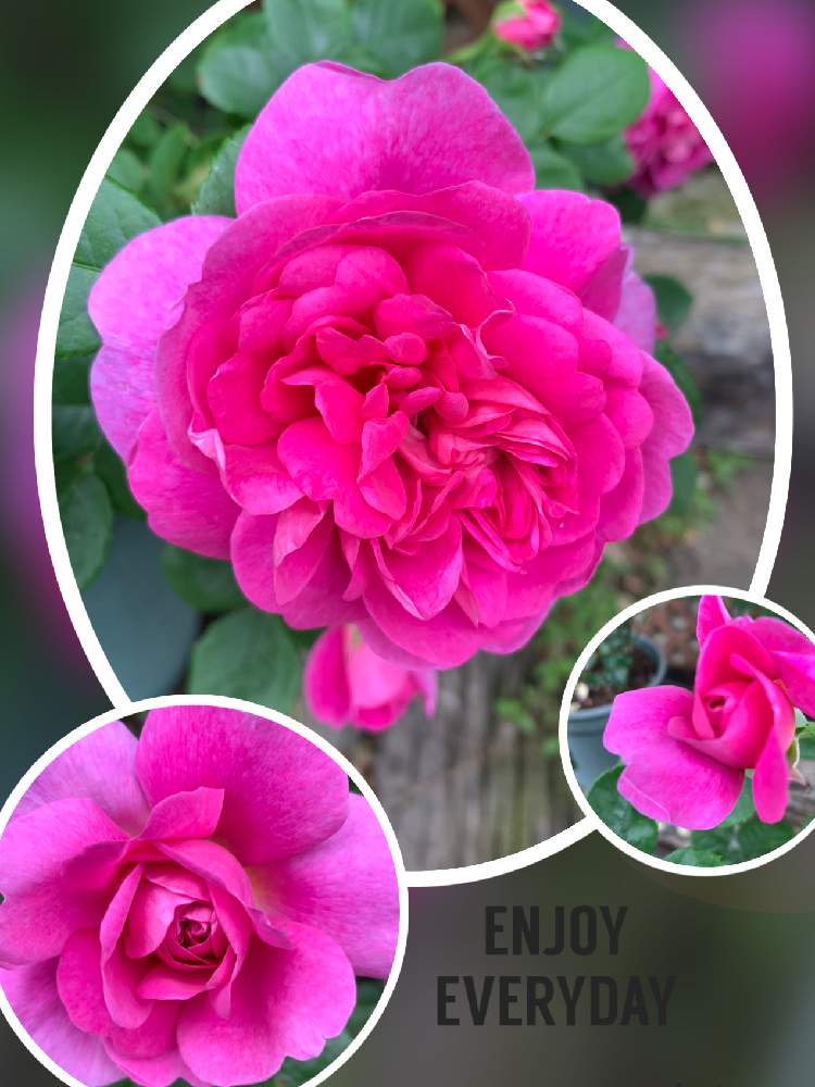 可愛いお花の投稿画像 By Kuuちゃんさん 可愛い とバラのある暮らしと好きな色 とばら好きです とerプリンセス アンと嬉しいなあ と鉢植えのバラ と花のある暮らし 月5月23日 Greensnap グリーンスナップ