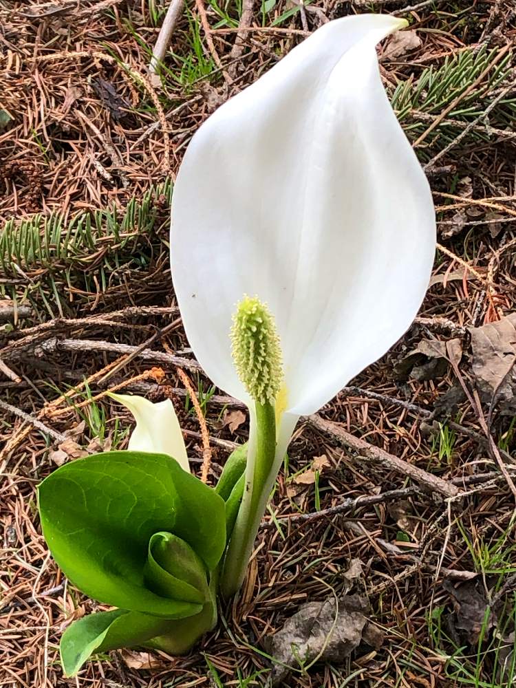 ミズバショウの投稿画像 By Buさん お出かけ先とミズバショウ属と野草と山野草と多年草とサトイモ 科と白い花と散歩中とミズバショウ属と野草と山野草と多年草とサトイモ 科と白い花と散歩中 月5月23日 Greensnap グリーンスナップ Greensnap グリーン