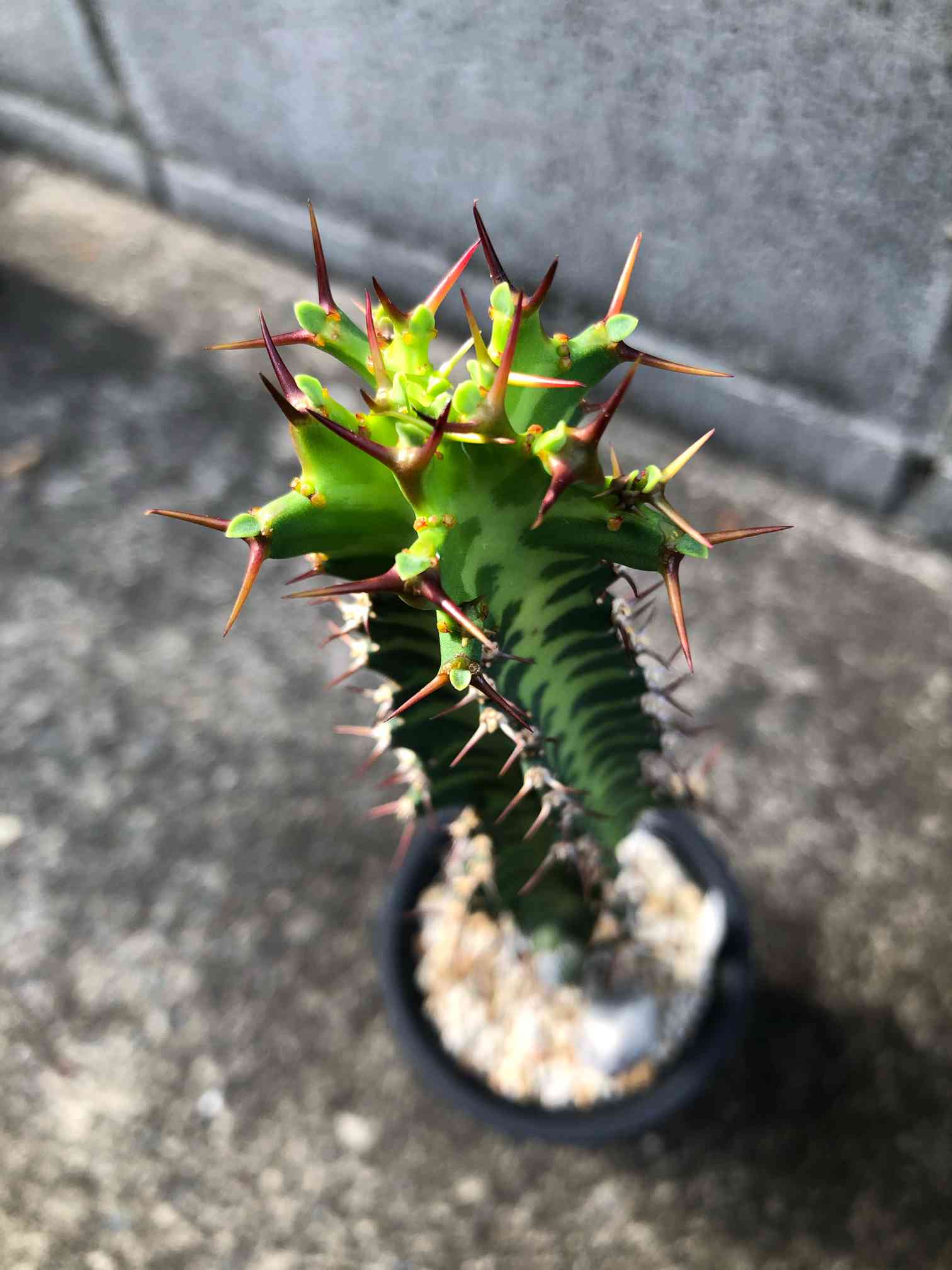 ユーフォルビア・ノベリー(閃光閣)｜🍀GreenSnap（グリーンスナップ）