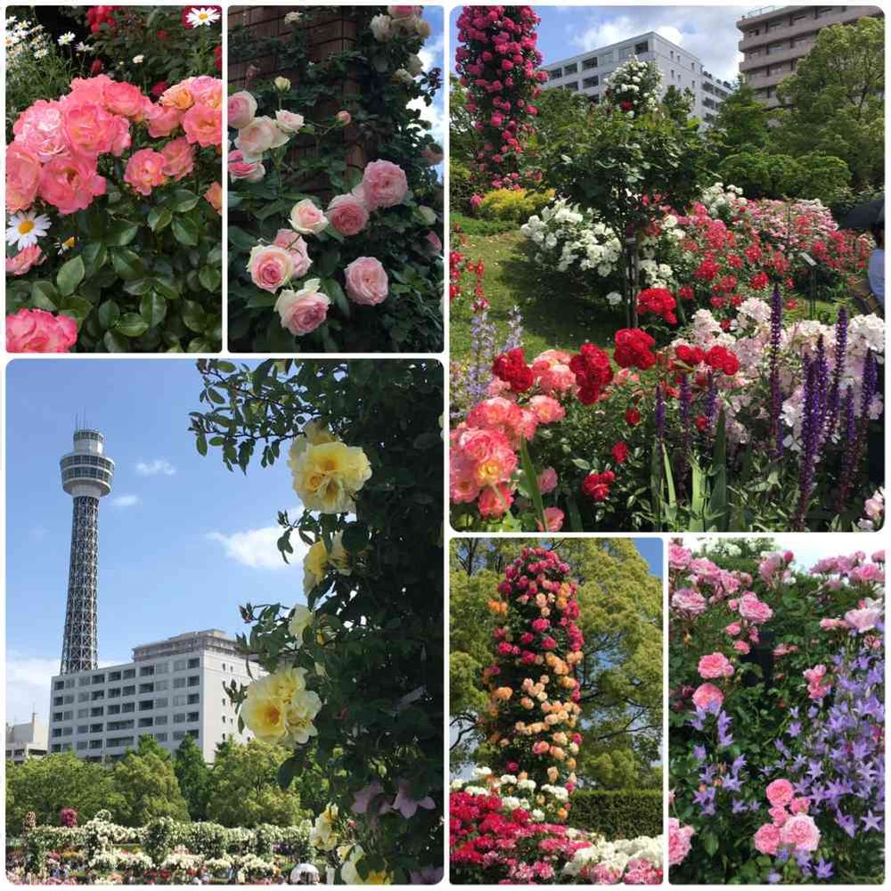 7マロさんの山下公園への投稿