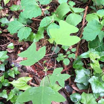 変わった形の葉の投稿画像一覧 Greensnap グリーンスナップ