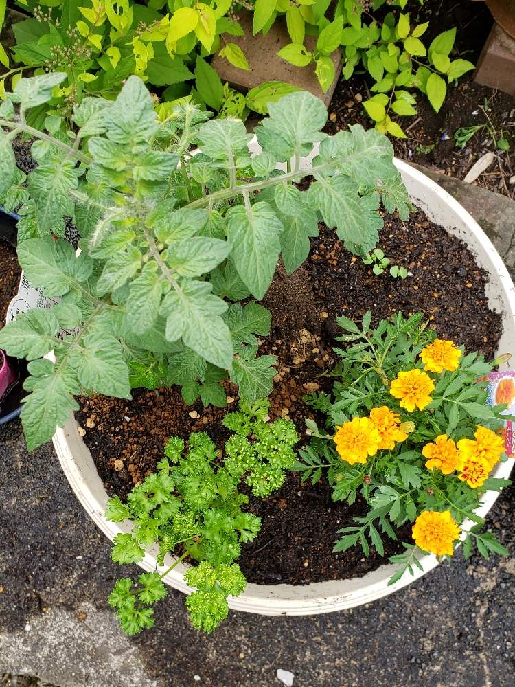 マリーゴールドの投稿画像 By ちょこんニャさん ミニトマトとパセリと家庭菜園と寄せ植えとおうちde菜園とおうち園芸とオレンジの花と小さい花とバジル と小さな庭とコンパニオンプランツと家庭菜園と寄せ植えとおうちde菜園とおうち園芸とオレンジの花と小さい花と