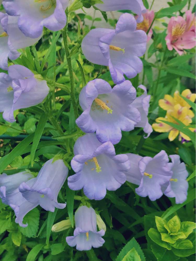 カンパニュラ メディウムの投稿画像 By カンパニュラさん 花が好き ときれーい と花のある暮らしと地植えとさわやか 月5月23日 Greensnap グリーンスナップ