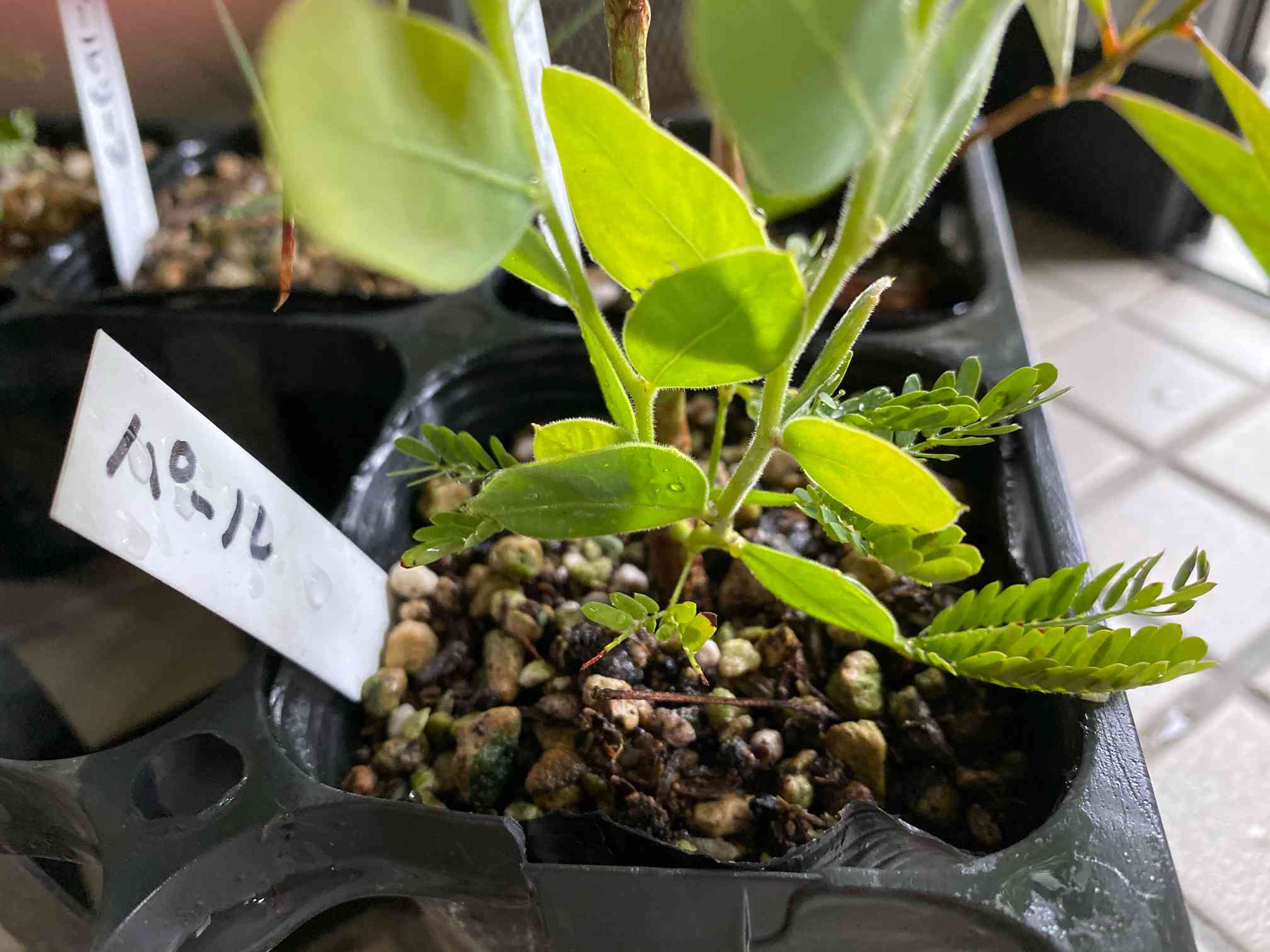 ミモザパールアカシア ミモザ「パールアカシア」 | tokyo_shokubutsu_zufu