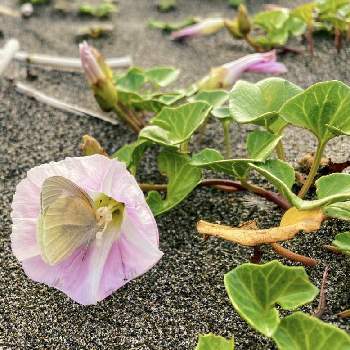 海辺の植物の投稿画像一覧 Greensnap グリーンスナップ