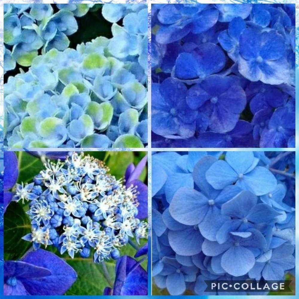 青い花②夏(5月半ば～8月)｜🍀GreenSnap（グリーンスナップ）