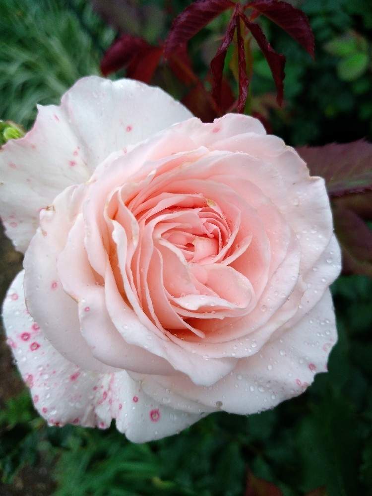 薔薇 ブライダルピンクの投稿画像 By Hanabiraさん 家の薔薇と庭の花と可愛い花と季節の花と花のある暮らしと地植え 月5月24日 Greensnap グリーンスナップ