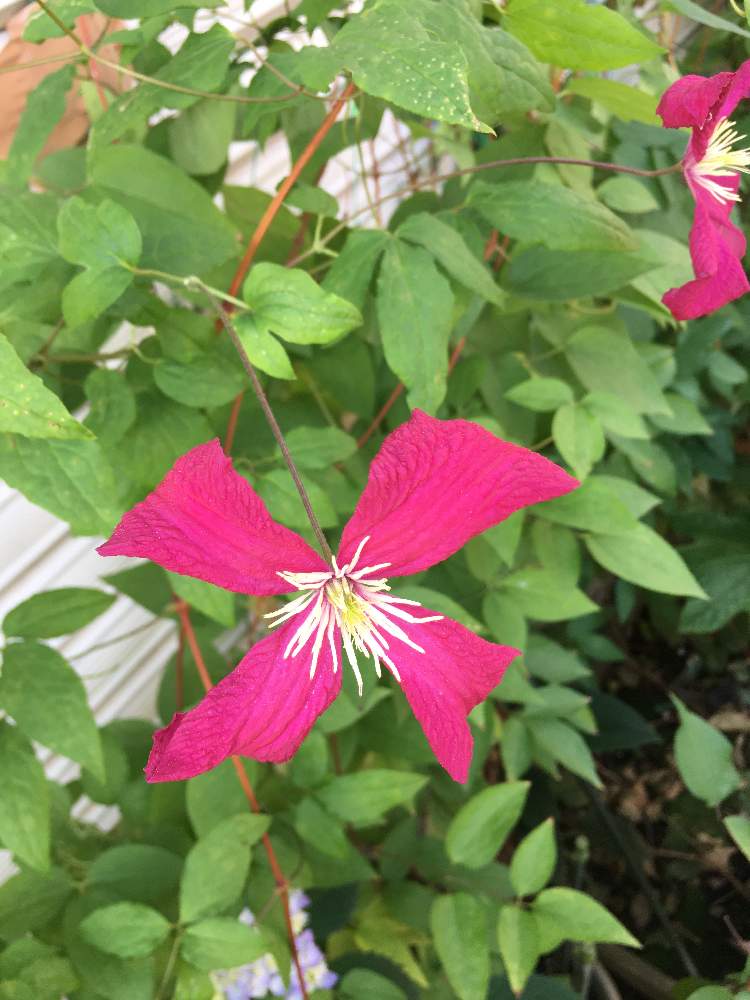 たかひろさんの投稿画像 月5月24日 Greensnap グリーンスナップ