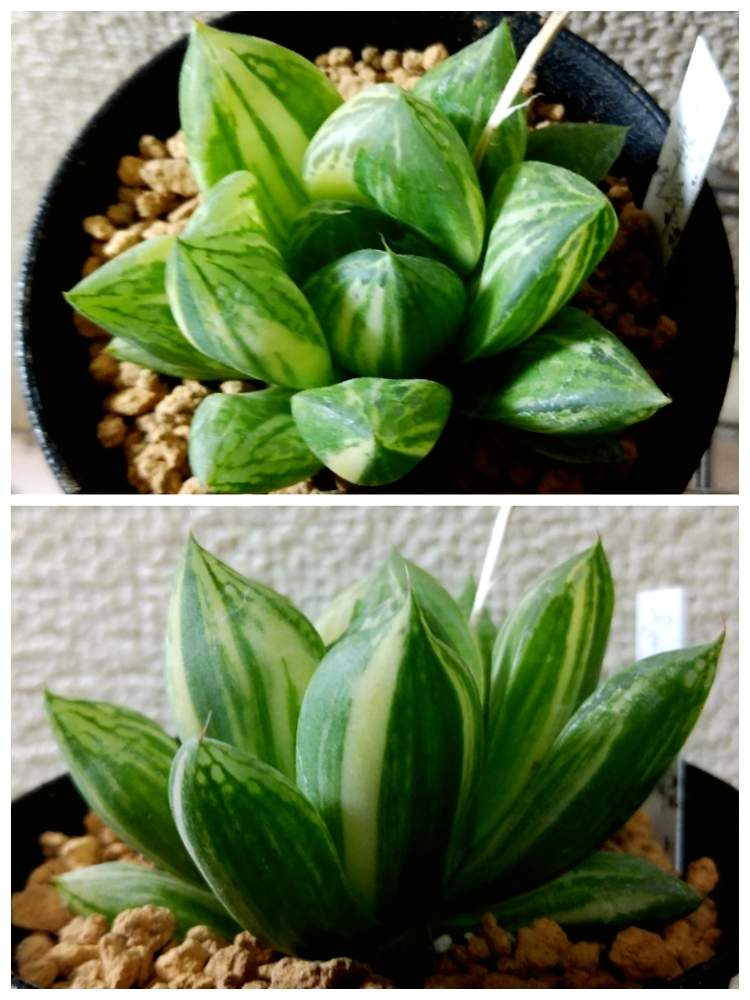 宝草錦の投稿画像 By セヴランさん ハオルチア 宝草錦と多肉植物とハオルチア属と二和園と24日は錦の日と錦の日と多肉初心者 月5月24日 Greensnap グリーンスナップ