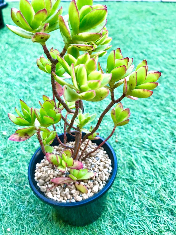 多肉植物 天狗の舞錦♡抜き苗