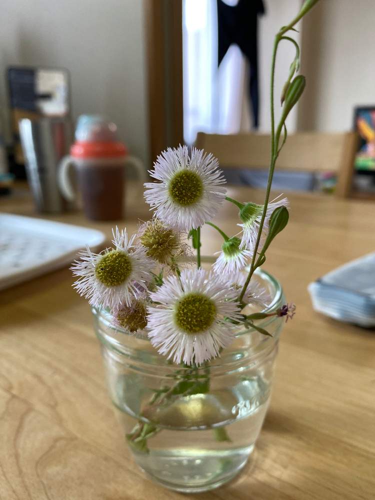 ハルジオンの投稿画像 By ひぃママさん 月5月24日 Greensnap グリーンスナップ