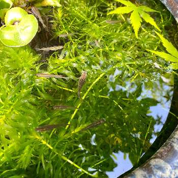 水草アナカリスの画像 by kikuchixさん | 小さな庭とメダカ達とビオトープとメダカ鉢と繁殖力旺盛と水草アナカリス