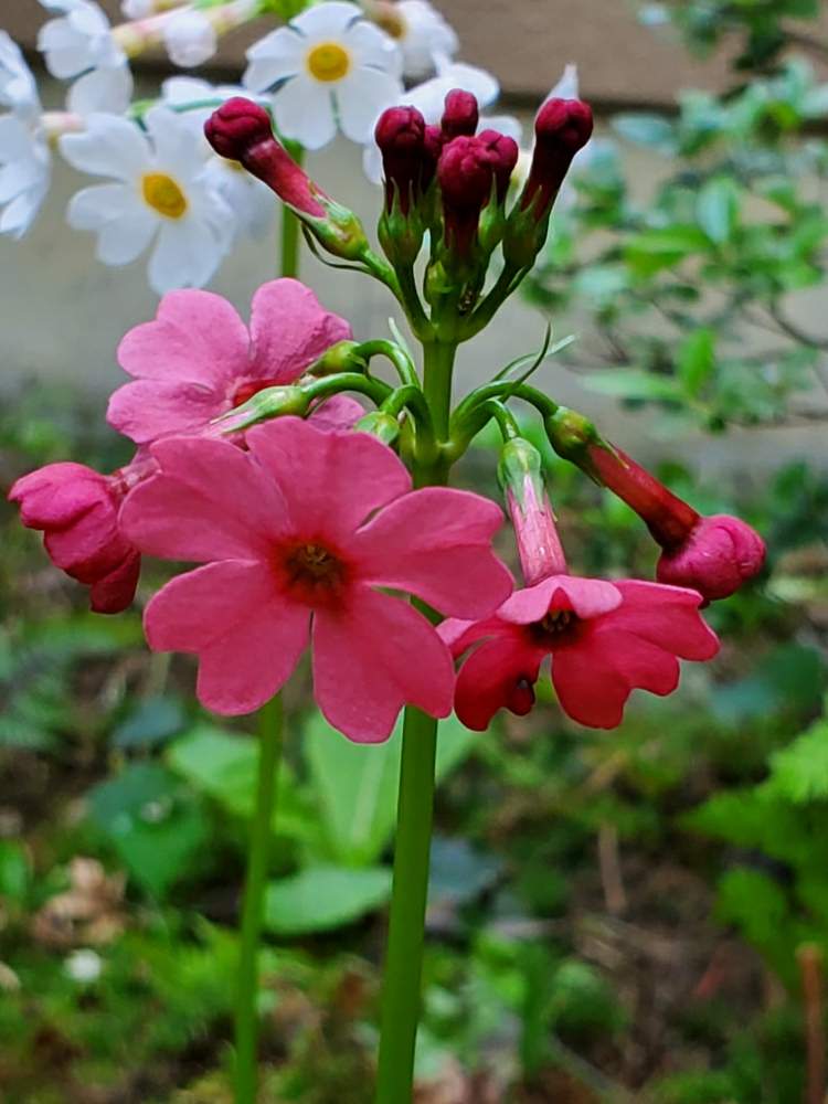 クリンソウの投稿画像 By ゆりさん ピンクの花とかわいい花とクリンソウ とおうち園芸 月5月24日 Greensnap グリーンスナップ