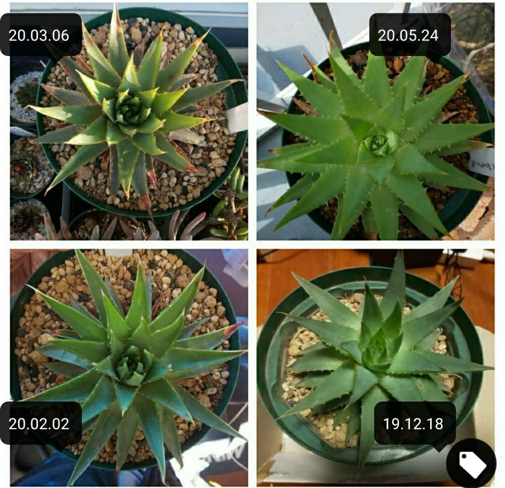 ポリフィラの投稿画像 By Cycletotoさん アロエ ポリフィラとスパイラルアロエ ポリフィラとアロエ科と植物男子と初心者とアロエ ポリフィラと アロエ ポリフィラと多肉植物のある暮らしと植中毒とアロエ好きと植物中毒と多肉バカとアロエの珍品種とアロエ属とアロエさん