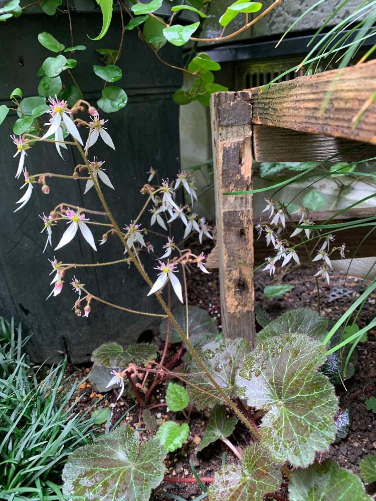 ユキノシタの投稿画像 By 庭庭さん ユキノシタ科とユキノシタ と地植え雪の下越冬 月5月24日 Greensnap グリーンスナップ