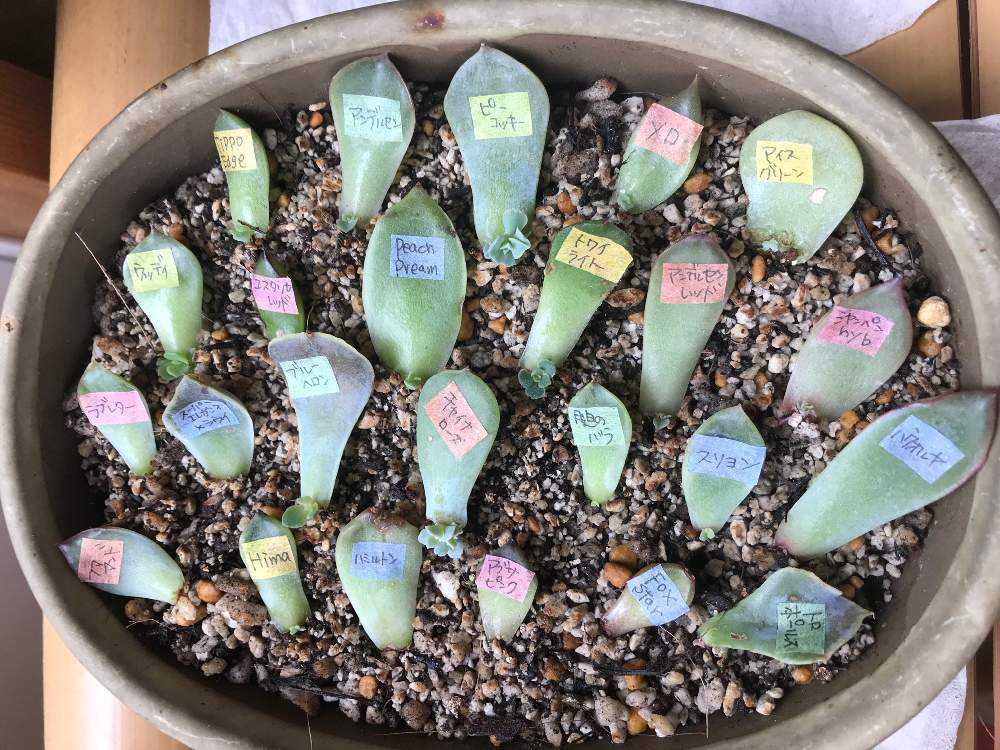 専用　多肉植物　プベスケンス　葉挿し Vlog 665] [Succulents] How to propagate varieties that
