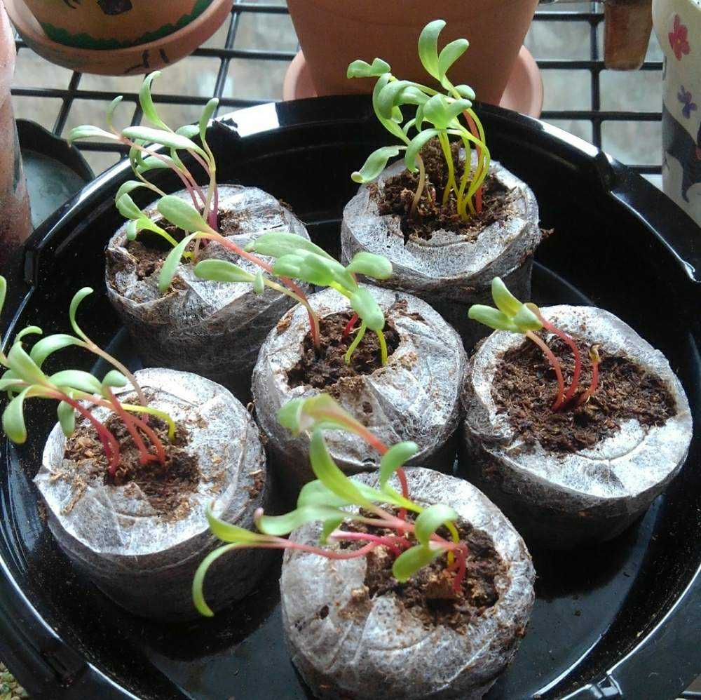 Seed Fun かんたんタネまきキット 種まきから植え付けまで Greensnap グリーンスナップ