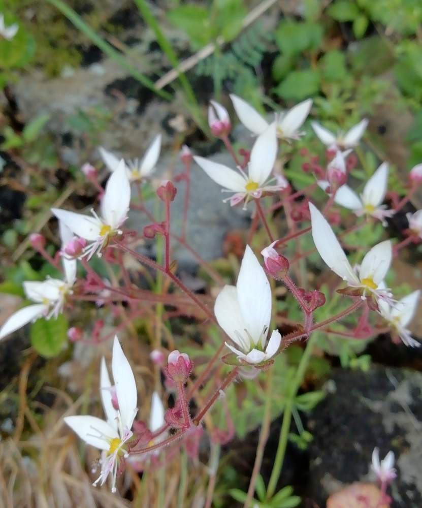 ユキノシタの投稿画像 By ユーミさん 野の花と民間薬と石垣とユキノシタ属とイドクサと山野草と天ぷらと食べられます とユキノシタ科とコジソウ と今日のお花 月5月24日 Greensnap グリーンスナップ