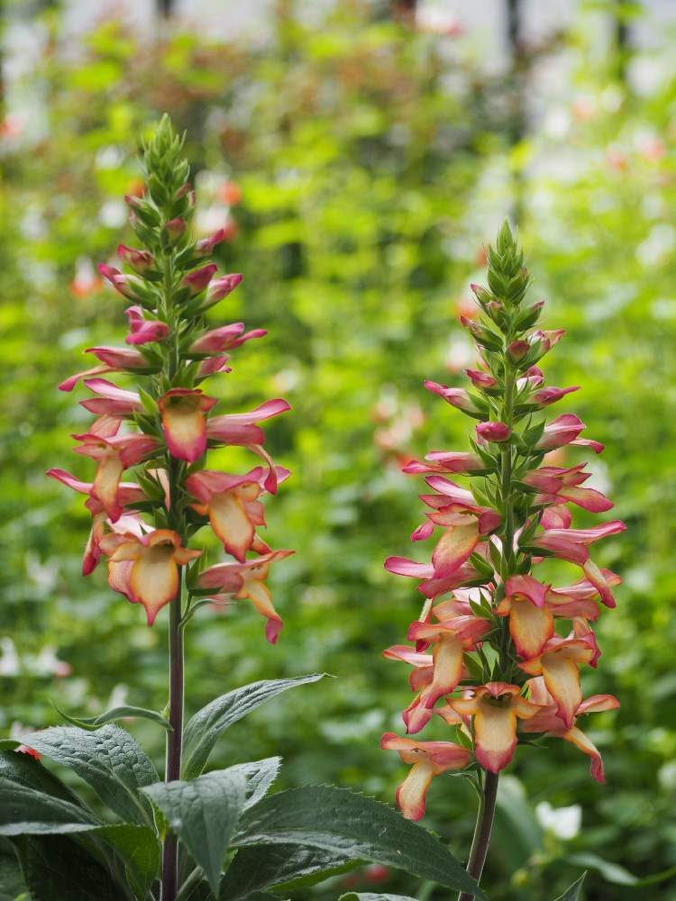ジギタリス イルミネーションフレームの投稿画像 By Momoさん 植物と暮らすと庭園に咲く花とハイブリッドと綺麗と花のある暮らし 月5月24日 Greensnap グリーンスナップ