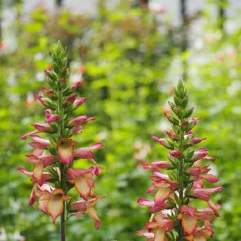 ジギタリス イルミネーション Proven Winners Pw ガーデニング 園芸 花苗 低木 多肉植物 花 植物