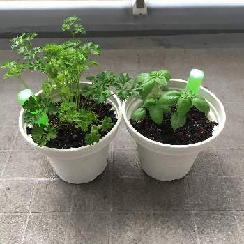 バジルとパセリの成長日記の投稿画像一覧 Greensnap グリーンスナップ