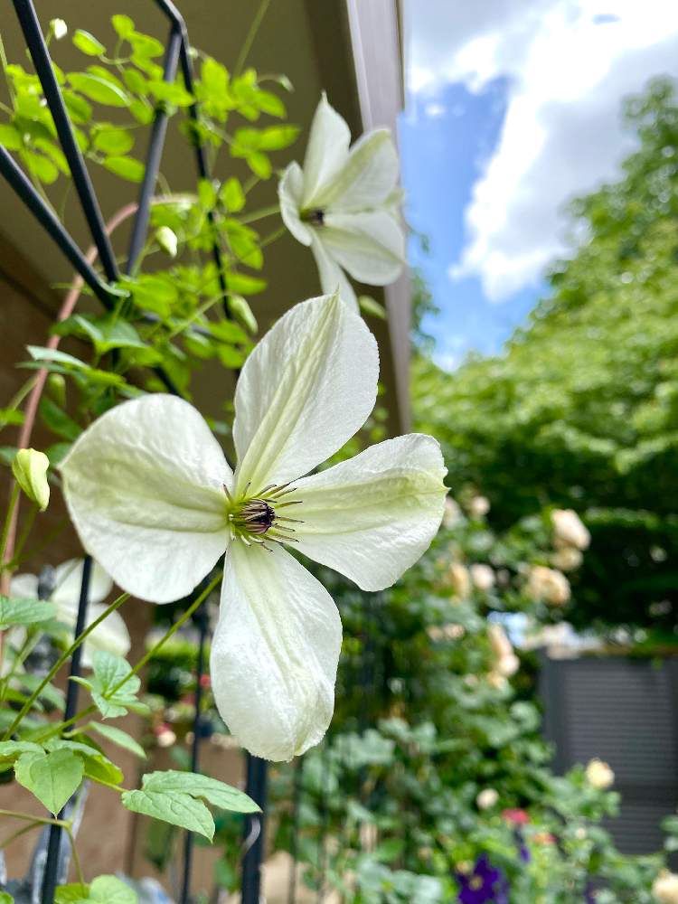 マリアコーネリアの投稿画像 By ミニマさん 開花中と植物のある暮らしとおうち園芸と日陰庭と花のある暮らしとstay Homeと秋冬は暗黒時代と バラとクレマチス フォトコン 月5月24日 Greensnap グリーンスナップ