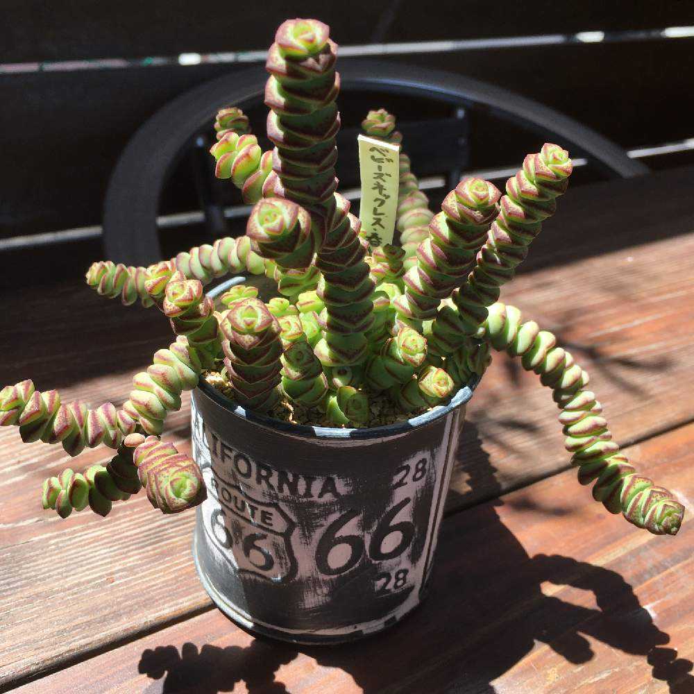 ベビーズネックレス成長記｜🍀GreenSnap（グリーンスナップ）