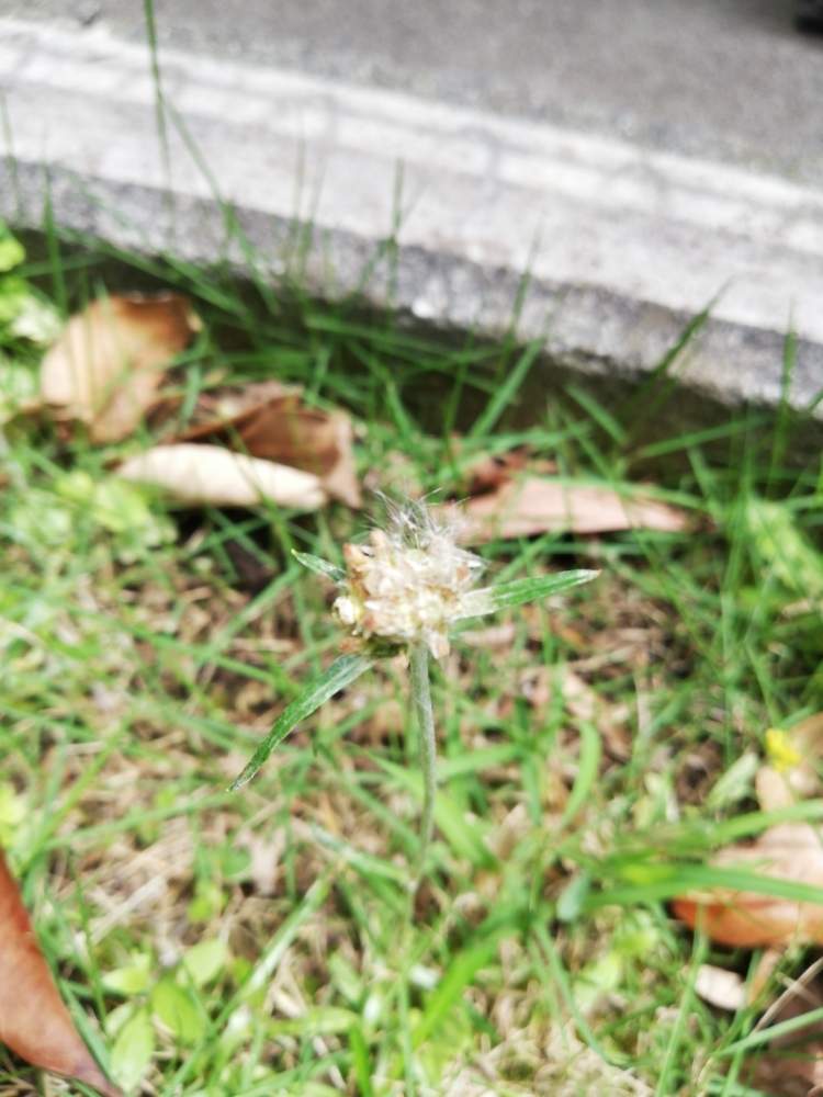 ビアパパさんの投稿画像 月5月24日 Greensnap グリーンスナップ