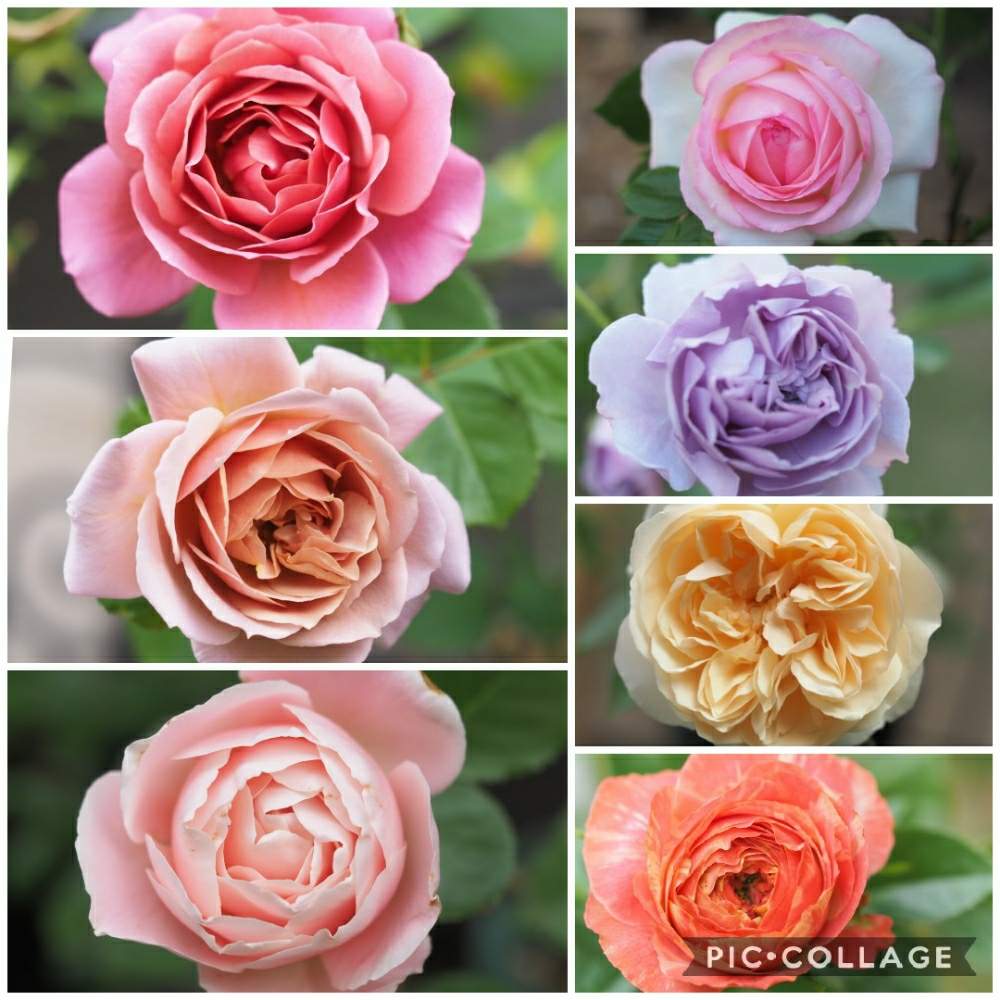 ピエールドゥロンサールの投稿画像 By Mimosaさん レイニーブルーとバラ かおりかざりと和ばら いおりとバラ ダフネとバラ ピンクラナンキュラと 薔薇 と花のある暮らしとレッチフィールドエンジェルと小さな庭と薔薇 と花のある暮らし 月5月24日 Greensnap