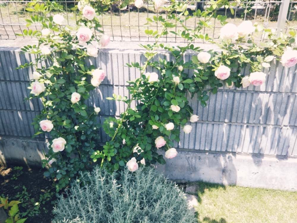 サントリナの投稿画像 By ミモザ24さん ピエールドゥロンサールとハーブガーデンとばら バラ 薔薇とピンクの花とgs映えとgs日和と今日の１枚とハーブ とナチュラルスタイルとガーデニングとバラが好きと花のある暮らしとバラ ミニバラ 月5月24日 Greensnap