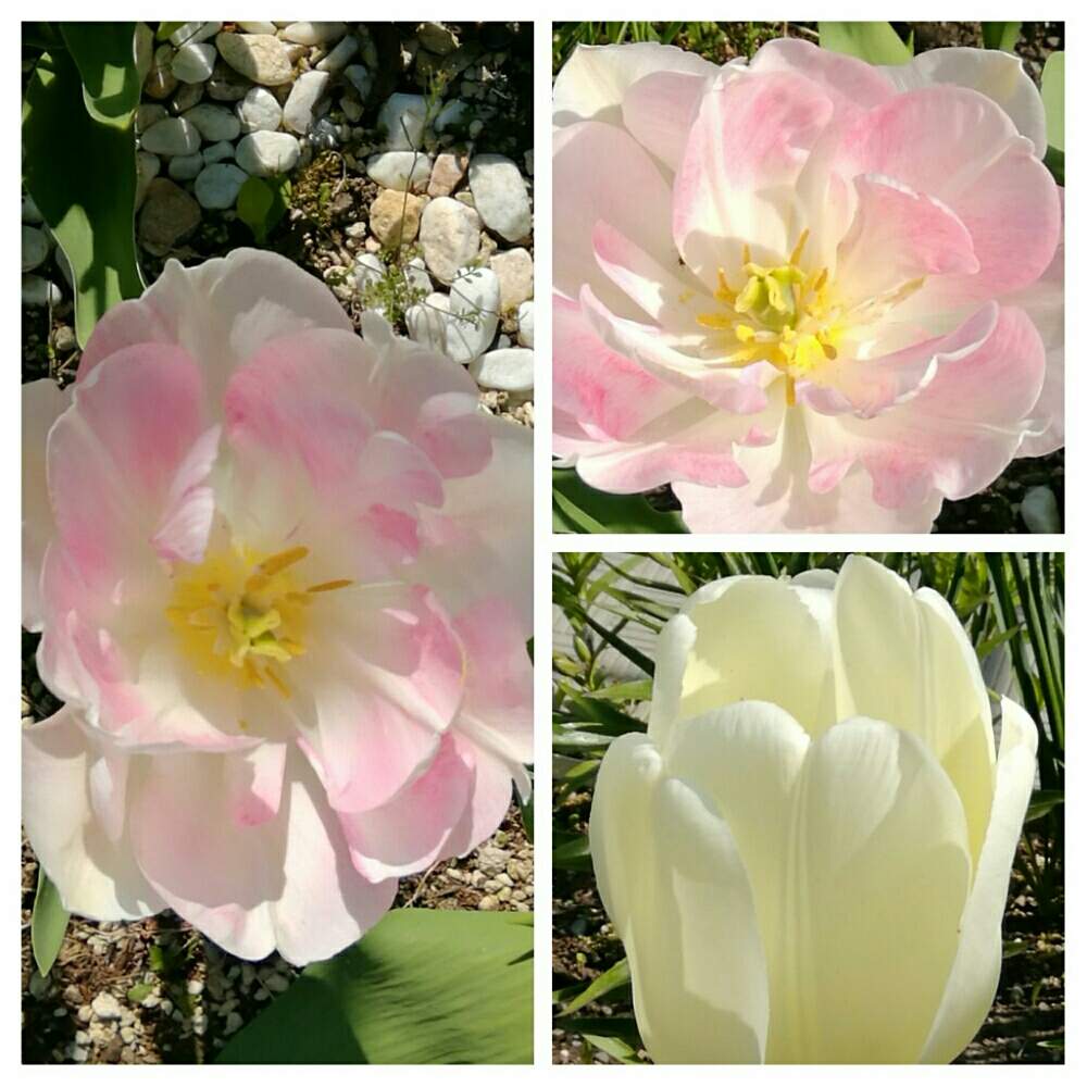 チューリップの投稿画像 By Keittyさん 八重咲きチューリップとチューリップ アンジェリケ 月5月24日 Greensnap グリーンスナップ