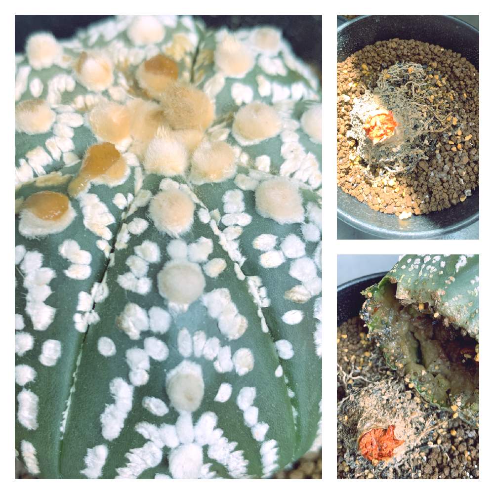 スーパー兜の投稿画像 By Waiemicさん 腐ってダメでしたと腐ったカブトとサボテン アストロフィツムとおうち園芸と腐るとアストロフィツム属と多肉 サボテンとサボテン スーパー兜と兜丸 月5月24日 Greensnap グリーンスナップ