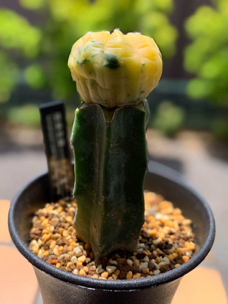 竜神木の投稿画像 By Waiemicさん アストロフィツム属兜丸錦と接木とサボテン アストロフィツムとおうち園芸とアストロフィツム属と接木サボテンと 接木に挑戦して見たと多肉 サボテンと兜丸 と接木とサボテン アストロフィツムとおうち園芸とアストロフィツム属と接木