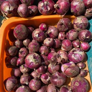 紫玉ねぎ,オーガニック野菜 ,無農薬有機栽培,我が家の野菜畑,畑の画像