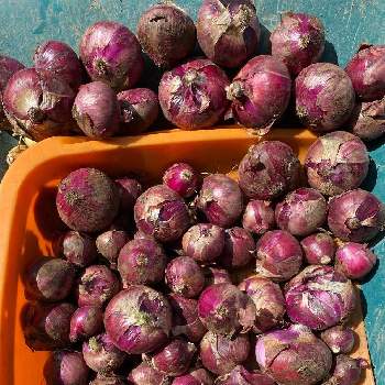 紫玉ねぎの画像 by ひみつのアッコちゃんさん | 畑と紫玉ねぎとオーガニック野菜 と無農薬有機栽培と我が家の野菜畑